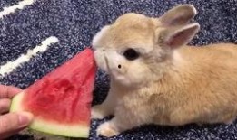 网红吃瓜小兔子视频大全,趣味视频大盘点